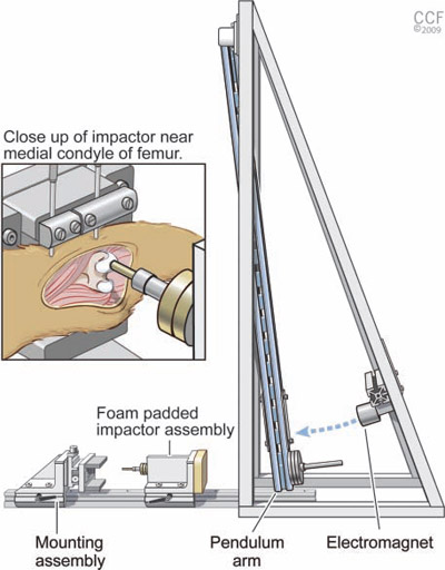 Figure 1. Impact apparatus with close-up of impact interface. The main components are a pendulum arm, electromagnet, foampadded impactor assembly, and mounting assembly. Reprinted with permission, Cleveland Clinic Center for Medical Art & Photography © 2009-2010. All rights reserved. impact apparatus