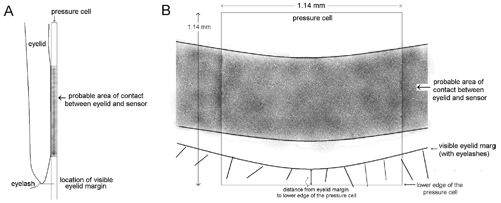 FIGURE 2. Schematic of the eyelid margin contacting the underlying pressure cell. (A) Side view and (B) front view showing the eyelid margin position relative to the lower edge of the pressure cell. schematic of the eyelid margin