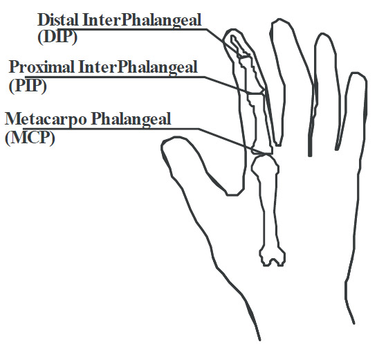 Figure 2: representation of distal interphalangeal, proximal interphalangeal, metacarpophalangeal joints of human hand figure 2
